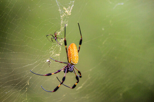Louisiana giant yellow spider on her web