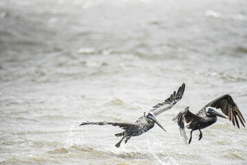 pair of pelicans flying on the rocky waves