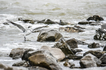 seagull on rocky shores