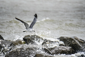 seagull flying above rocky shores