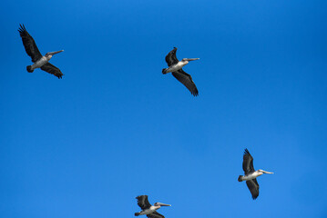 several pelicans in the sky