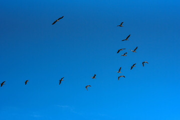 pelican formation in the sky