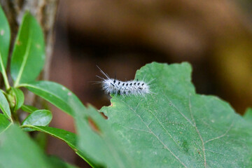 white caterpillar on leaf
