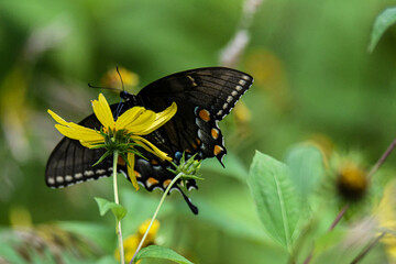 black swallowtail on a flower