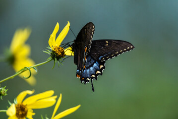 black swallowtail on a flower