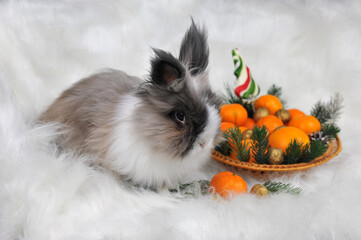 Christmas angora furry grey and white bunny rabbit sits near straw tray with tangerines and nuts on white fur background .Christmas time, New Year  lifestyle concept - Powered by Adobe