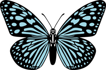 リュウキュウアサギマダラ