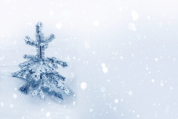  Frozen winter forest with snow covered trees.