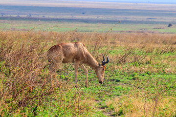 Coke's hartebeest (Alcelaphus buselaphus cokii) or kongoni in Serengeti national park in Tanzania, Africa