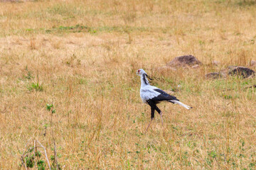Secretarybird or secretary bird (Sagittarius serpentarius) walking in Serengeti national park, Tanzania