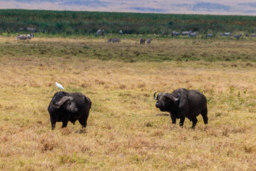 Fototapeta premium African buffalos or Cape buffalos (Syncerus caffer) in Ngorongoro Crater National Park in Tanzania. Wildlife of Africa