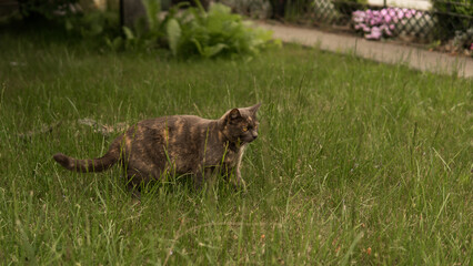 Gray cat in garden