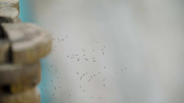 Small flies trapped in spider web
