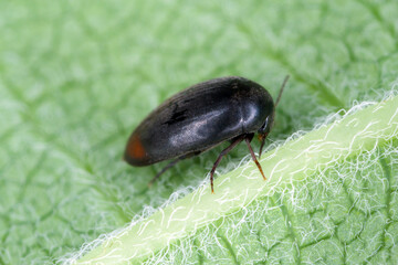 Eucinetus haemorrhoidalis is a species of plate-thigh beetle in the family Eucinetidae, it is holarctic in distribution, including the North American populations formerly known as Eucinetus terminalis
