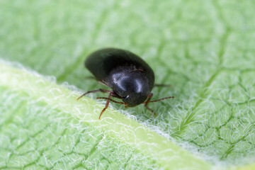 Eucinetus haemorrhoidalis is a species of plate-thigh beetle in the family Eucinetidae, it is holarctic in distribution, including the North American populations formerly known as Eucinetus terminalis
