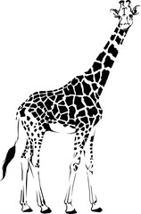 black and white giraffe vector illustration sketch.