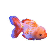 goldfish design with transparent background is very beautiful