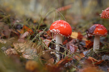 Amanita muscari, fly agaric beautiful red-headed hallucinogenic toxic mushroom.