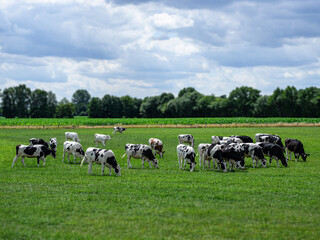 Fototapeta na wymiar Eine Herde von Rindern grasend auf einer grünen Wiese.