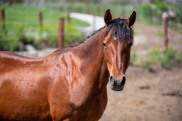 Obraz premium portrait of a horse in the field