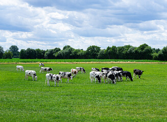 Fototapeta na wymiar Eine Herde von Rindern grasend auf einer grünen Wiese.