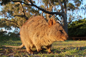 quokka at rottnest island (australia)