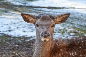 Hirschkalb, Wildpark Eichert, Baden-Württemberg, Deutschland