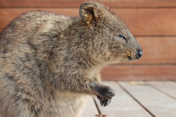 quokka at rottnest island (australia)