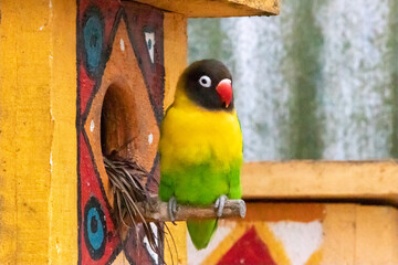 A Masked lovebird at a local zoo