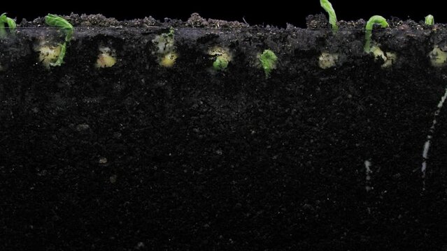 Time lapse of growing pea vegetables in RGB + ALPHA matte format isolated on black background
