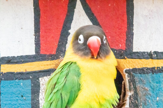 A Masked lovebird at a local zoo