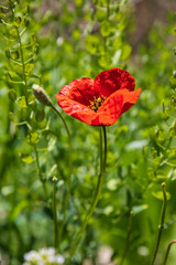 red poppy flower