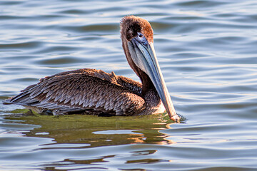 A close up portrait of a brown pelican 