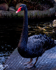 Close portrait of a black swan