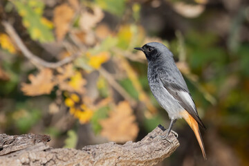 The black redstart (Phoenicurus ochruros) is a small passerine bird