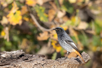 The black redstart (Phoenicurus ochruros) is a small passerine bird