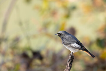 The black redstart (Phoenicurus ochruros) is a small passerine bird