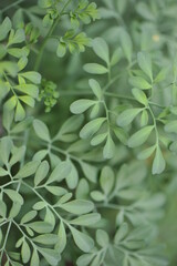 planta linda ornamental detalhe macro fotografia de natureza 