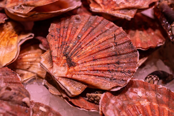 Close-up of Scallop in a market in Vigo (Spain), selective focus on the left center of the photo.