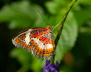 Close up of choir lacewing butterfly