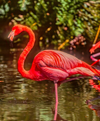 Portrait of American flamingo
