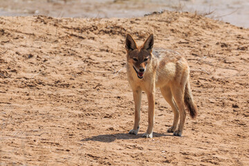 Jackals in the dunes of the Namib Desert, Swakopmund, Namibia.