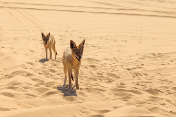 Jackals in the dunes of the Namib Desert, Swakopmund, Namibia.