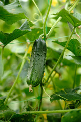 Young and juicy cucumbers growing in a closed greenhouse on a special rope. Blooming vegetables.