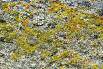 Aged wall of old building with multicolored moss, natural background, full frame. Colorful Moss on Concrete Wall. Detailed unusual backdrop, abstract design. Selective focus.