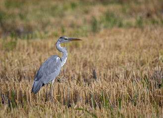 great blue heron