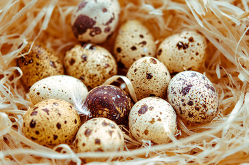 Obraz premium Diet. Quail eggs in a straw nest