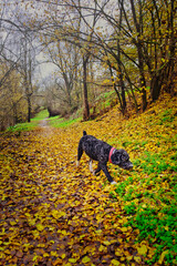 Black and white Spanish water dog and short hair sniffing in the fallen leaves in autumn.