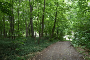 A trail in a forest, Montmagny, Québec, Canada