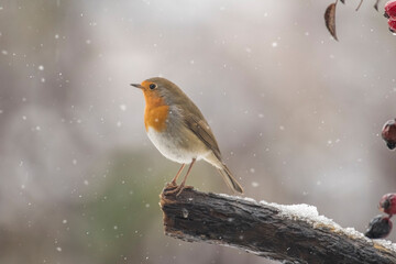 Obraz premium A cute Robin or redbreast bird (Erithacus rubecula) standing on a snowy log during a snowfall, wishes you a merry christmas and an happy new year. Italian Alps, Piedmont.